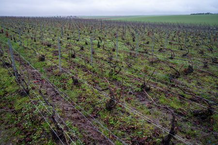 Winter time on Champagne grand cru vineyards near Ambonnay village, rows of old grape vines without leaves, green grass, wine making in Franceの写真素材