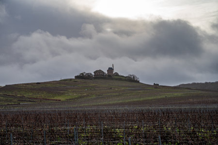 Winter time on Champagne grand cru vineyards near Verzenay, Verzy, Mailly, rows of old grape vines without leave, wine making in Franceの写真素材