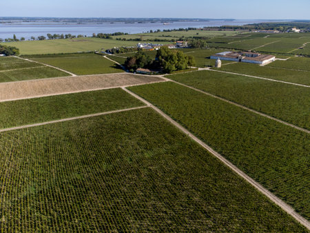 Aerial view on green vineyards, Gironde river, wine domain or chateau in Haut-Medoc red wine making region, , Bordeaux, left bank of Gironde Estuary, Franceの写真素材