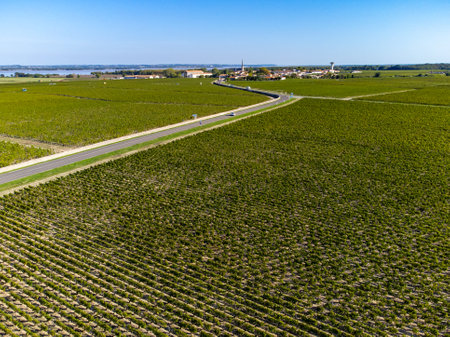 Aerial view on green vineyards, Gironde river, wine domain or chateau in Haut-Medoc red wine making region, , Bordeaux, left bank of Gironde Estuary, Franceの写真素材