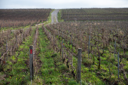 Winter time on Champagne grand cru vineyards near Verzenay and Mailly, rows of old grape vines without leaves, green grass, wine making in Franceの写真素材