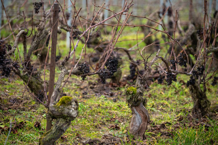Winter time on Champagne grand cru vineyards near Verzenay, Verzy, Mailly, rows of old grape vines without leave, wine making in Franceの写真素材