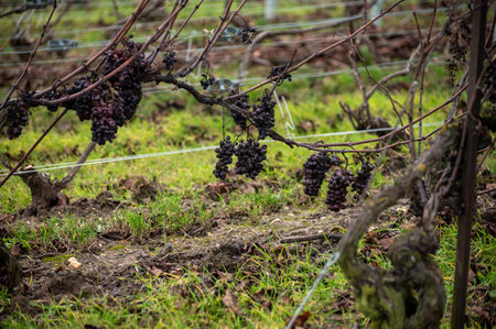 Winter time on Champagne grand cru vineyards near Verzenay, Verzy, Mailly, rows of old grape vines without leave, wine making in Franceの写真素材