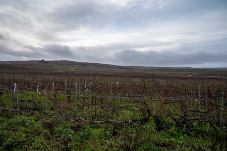 Winter time on Champagne grand cru vineyards near Verzenay and Mailly, rows of old grape vines without leaves, green grass, wine making in Franceの写真素材