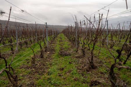 Winter time on Champagne grand cru vineyards near Verzenay and Mailly, rows of old grape vines without leaves, green grass, wine making in Franceの写真素材