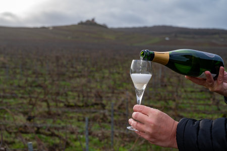 Tasting Champagne wine on Champagne grand cru vineyards near Verzenay, rows grape vines, winter, no leaves, wine making in Franceの写真素材