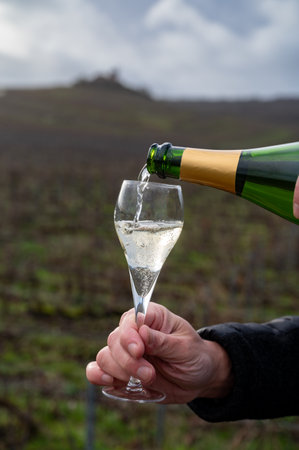 Tasting Champagne wine on Champagne grand cru vineyards near Verzenay, rows grape vines, winter, no...