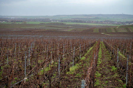 Winter time on Champagne grand cru vineyards near Verzenay, Verzy, Mailly, rows of old grape vines without leave, wine making in Franceの写真素材