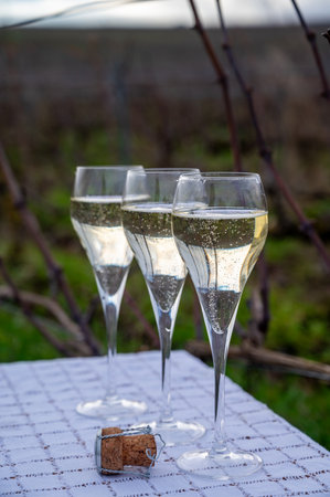 Tasting Champagne wine on Champagne grand cru vineyards near Verzenay, rows grape vines, winter, no leaves, wine making in Franceの写真素材