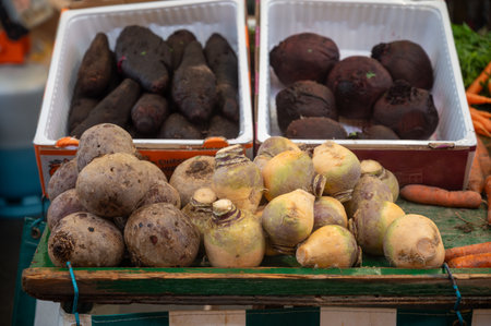 Farmers outdoor market with seasonal winter organic root vegetables, pumpkins, cool, carrotsの写真素材
