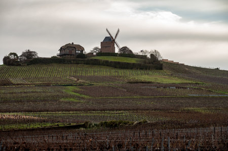 Winter time on Champagne grand cru vineyards near Verzenay, Verzy, Mailly, rows of old grape vines without leave, wine making in Franceの写真素材