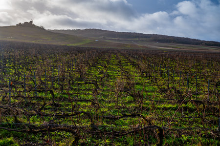 Winter time on Champagne grand cru vineyards near Verzenay and Mailly, rows of old grape vines without leaves, green grass, wine making in Franceの写真素材