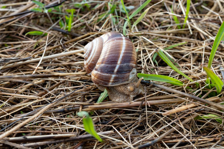 French cuisine, big tasty edible land snails escargot growing on organic snails farm in Burgugne, France close upの写真素材