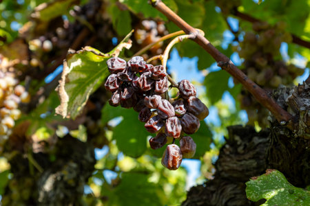 Ripe ready to harvest Semillon white grapes on Sauternes vineyards in Barsac village affected by Botrytis cinerea noble rot, making of sweet dessert Sauternes wines in Bordeaux, Franceの写真素材