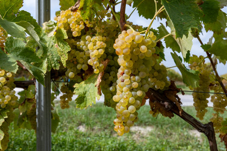 Harvest time in Cognac white wine region, Charente, vineyards with rows of ripe ready to harvest ugni blanc grape uses for Cognac strong spirits distillation, France, Grand Champagneの写真素材