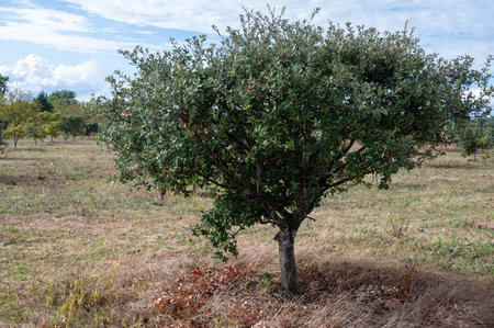 Truffle farm, cultivation of black winter Perigord truffles mushrooms, Tuber melanosporum, oak plantation, truffle hunting in winter on fields with oak treesの写真素材