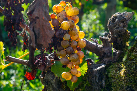 Ripe ready to harvest Semillon white grapes on Sauternes vineyards in Barsac village affected by Botrytis cinerea noble rot, making of sweet dessert Sauternes wines in Bordeaux, Franceの写真素材