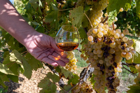 Tasting of Cognac strong alcohol drink in Cognac region, Grande Champagne, Charente with ripe ready...