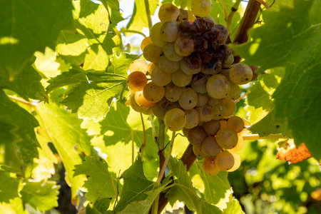 Ripe ready to harvest Semillon white grapes on Sauternes vineyards in Barsac village affected by Botrytis cinerea noble rot, making of sweet dessert Sauternes wines in Bordeaux, Franceの写真素材