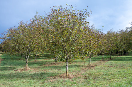 Plantation of high-quality PDO certified walnuts trees in Perigord Limousin Regional Natural Park, Dordogne, France in summerの写真素材