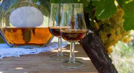 Tasting of Cognac strong alcohol drink in Cognac region, Grande Champagne, Charente with ripe ready to harvest ugni blanc grape on background uses for spirits distillation, Franceの写真素材