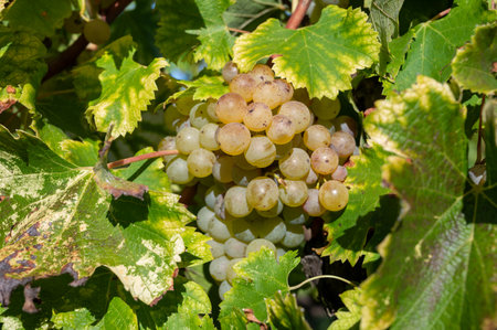 Ripe ready to harvest Semillon white grapes on Sauternes vineyards in Barsac village affected by Botrytis cinerea noble rot, making of sweet dessert Sauternes wines in Bordeaux, Franceの写真素材