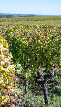 Ripe ready to harvest Semillon white grapes on Sauternes vineyards in Barsac village affected by Botrytis cinerea noble rot, making of sweet dessert Sauternes wines in Bordeaux, Franceの写真素材
