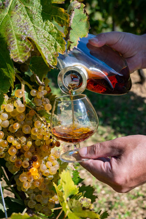 Tasting of Cognac strong alcohol drink in Cognac region, Grande Champagne, Charente with ripe ready to harvest ugni blanc grape on background uses for spirits distillation, Franceの写真素材