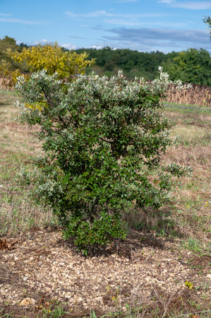 Truffle farm, cultivation of black winter Perigord truffles mushrooms, Tuber melanosporum, oak plantation, truffle hunting in winter on fields with oak treesの写真素材
