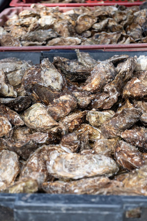 Fresh catch of French Gillardeau oysters molluscs in wooden box ready to eat close upの写真素材