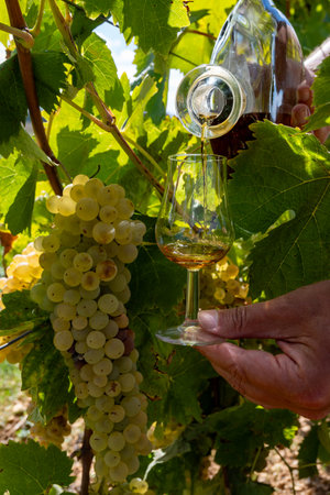 Tasting of Cognac strong alcohol drink in Cognac region, Grande Champagne, Charente with ripe ready to harvest ugni blanc grape on background uses for spirits distillation, Franceの写真素材