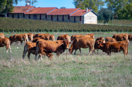 Herd of cows resting on green grass pasture, milk, cheese and meat production in Bordeaux, Haut-Medoc, France in autumnの写真素材