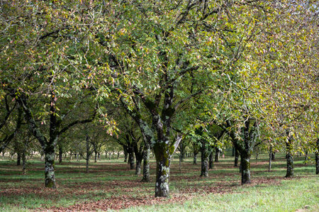 Plantation of high-quality PDO certified walnuts trees in Perigord Limousin Regional Natural Park, Dordogne, France in summerの写真素材