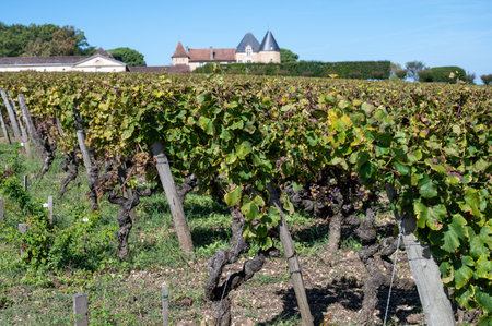 Ripe ready to harvest Semillon white grapes on Sauternes vineyards in Barsac village affected by Botrytis cinerea noble rot, making of sweet dessert Sauternes wines in Bordeaux, Franceの写真素材