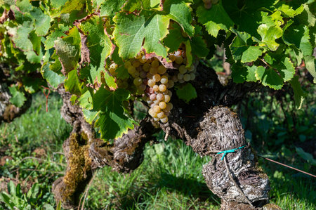 Ripe ready to harvest Semillon white grapes on Sauternes vineyards in Barsac village affected by Botrytis cinerea noble rot, making of sweet dessert Sauternes wines in Bordeaux, Franceの写真素材