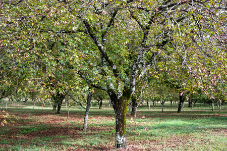Plantation of high-quality PDO certified walnuts trees in Perigord Limousin Regional Natural Park, Dordogne, France in summerの写真素材