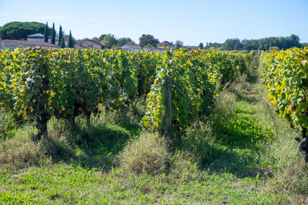 Ripe ready to harvest Semillon white grapes on Sauternes vineyards in Barsac village affected by Botrytis cinerea noble rot, making of sweet dessert Sauternes wines in Bordeaux, Franceの写真素材
