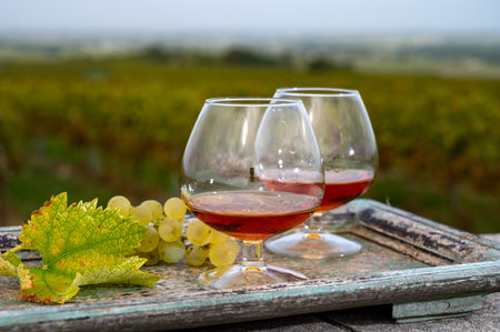 Tasting of Cognac strong alcohol drink in Cognac region, Grand Champagne, Charente with rows of ripe ready to harvest ugni blanc grape on background uses for spirits distillation, Franceの写真素材