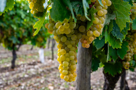 Harvest time on vineyards of Cognac white wine region, Charente, ripe ready to harvest ugni blanc grape uses for Cognac strong spirits distillation, Franceの写真素材
