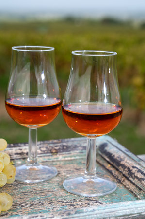 Tasting of Cognac strong alcohol drink in Cognac region, Grand Champagne, Charente with rows of ripe ready to harvest ugni blanc grape on background uses for spirits distillation, Franceの写真素材