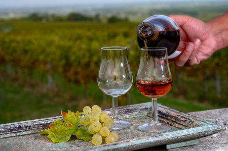 Tasting of Cognac strong alcohol drink in Cognac region, Grand Champagne, Charente with rows of ripe ready to harvest ugni blanc grape on background uses for spirits distillation, Franceの写真素材