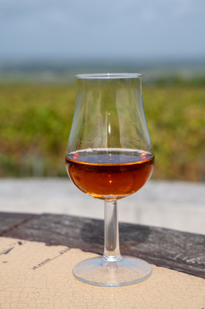 Tasting of Cognac strong alcohol drink in Cognac region, Grand Champagne, Charente with rows of ripe ready to harvest ugni blanc grape on background uses for spirits distillation, Franceの写真素材