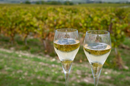 Tasting of grand cru sparkling white wine with bubbles champagne on chardonnay vineyards in Avize,...