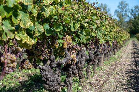 Ripe ready to harvest Semillon white grapes on Sauternes vineyards in Barsac village affected by Botrytis cinerea noble rot, making of sweet dessert Sauternes wines in Bordeaux, Franceの写真素材