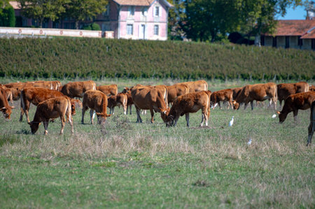 Herd of cows resting on green grass pasture, milk, cheese and meat production in Bordeaux, Haut-Medoc, France in autumnの写真素材