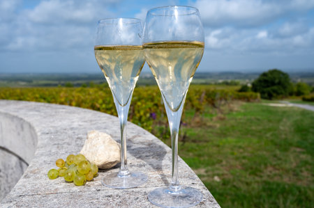 Tasting of grand cru sparkling white wine with bubbles champagne on chardonnay vineyards in Avize, Ay grand cru wine producer small village, Cote des Blancs, Champagne, Franceの写真素材