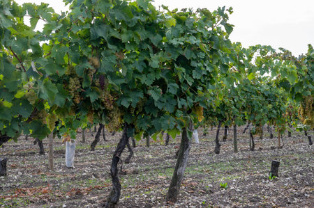 Harvest time on vineyards of Cognac white wine region, Charente, ripe ready to harvest ugni blanc grape uses for Cognac strong spirits distillation, Franceの写真素材