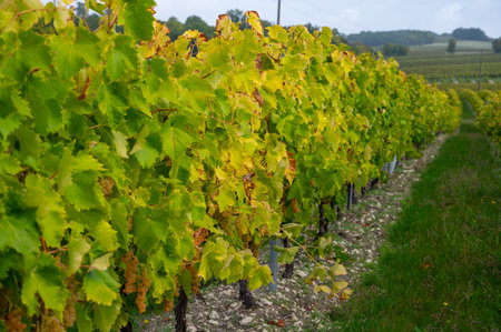 Harvest time on vineyards of Cognac white wine region, Charente, ripe ready to harvest ugni blanc grape uses for Cognac strong spirits distillation, Franceの写真素材