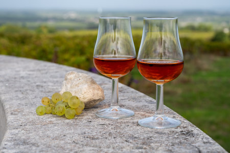 Tasting of Cognac strong alcohol drink in Cognac region, Grand Champagne, Charente with rows of ripe ready to harvest ugni blanc grape on background uses for spirits distillation, Franceの写真素材
