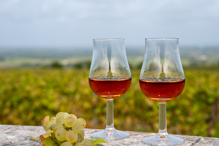 Tasting of Cognac strong alcohol drink in Cognac region, Grand Champagne, Charente with rows of ripe ready to harvest ugni blanc grape on background uses for spirits distillation, Franceの写真素材